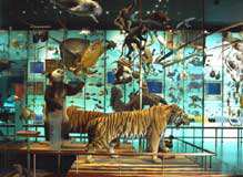 American Museum of Natural History
